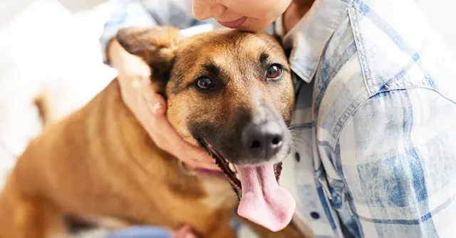 Emotional Support Dog Certification and Registration Emotional Support Dog Certification and Registration