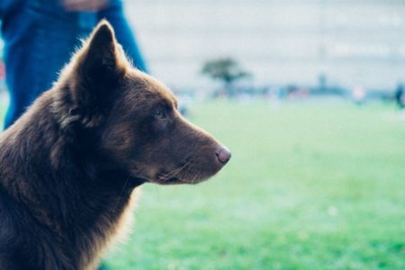 A ptsd service dog outdoors in a park