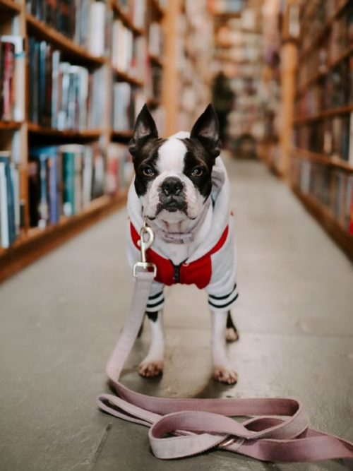 emotional support animal in school