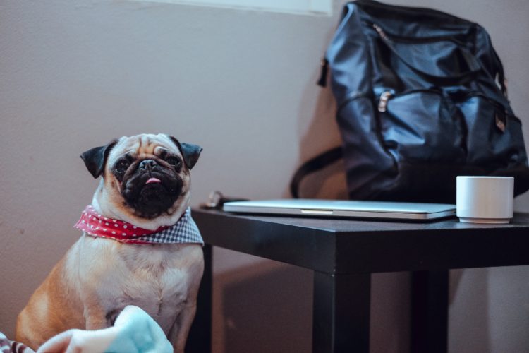 service dog at work and in the office