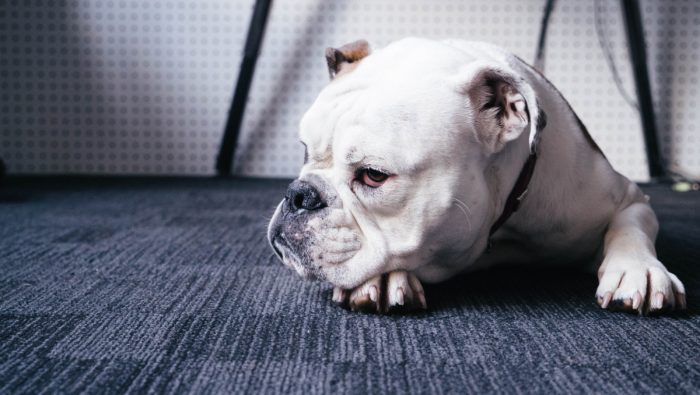 service dog in an office