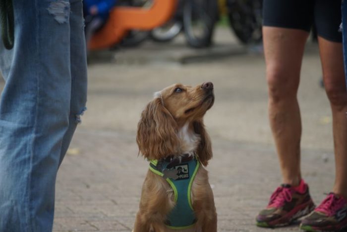 emotional support dog looking up