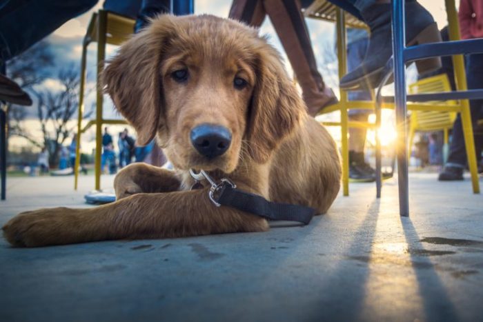 service dog - golden retriever