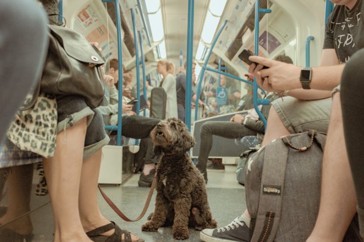 service dog on train