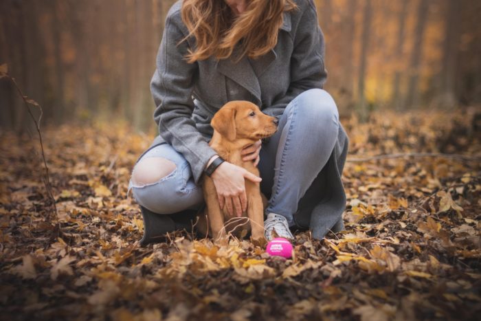 Young Service Dog in training