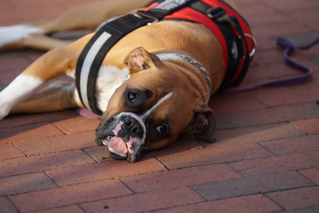 Boxer Service Dog with a vest, collar, and leash, taking a rest