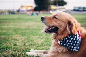 texas service dog