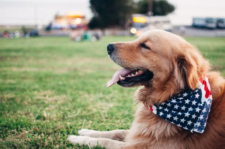 Texas Service Dog - ServiceDogCertifications
