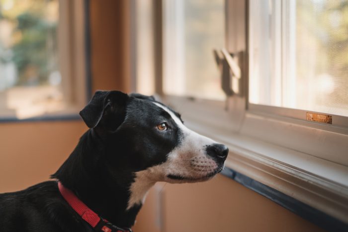 Service dog looking out a window. 