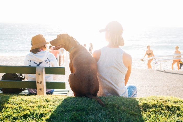 Service Dogs have public access rights. This includes no dog beaches, restaurants, air travel, hotels, and no-pet housing.