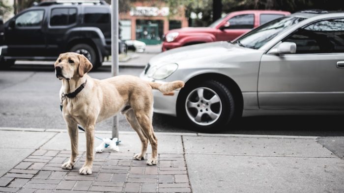 If your Service Dog is denied access, you may report the business to the ADA.