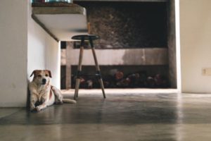 Service dog in house