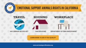 Emotional Support Animals in the Workplace in California