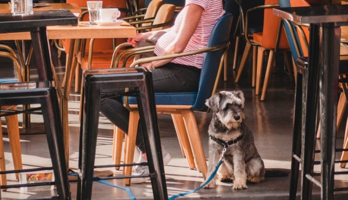 Service Dog with public access rights in a restaurant.