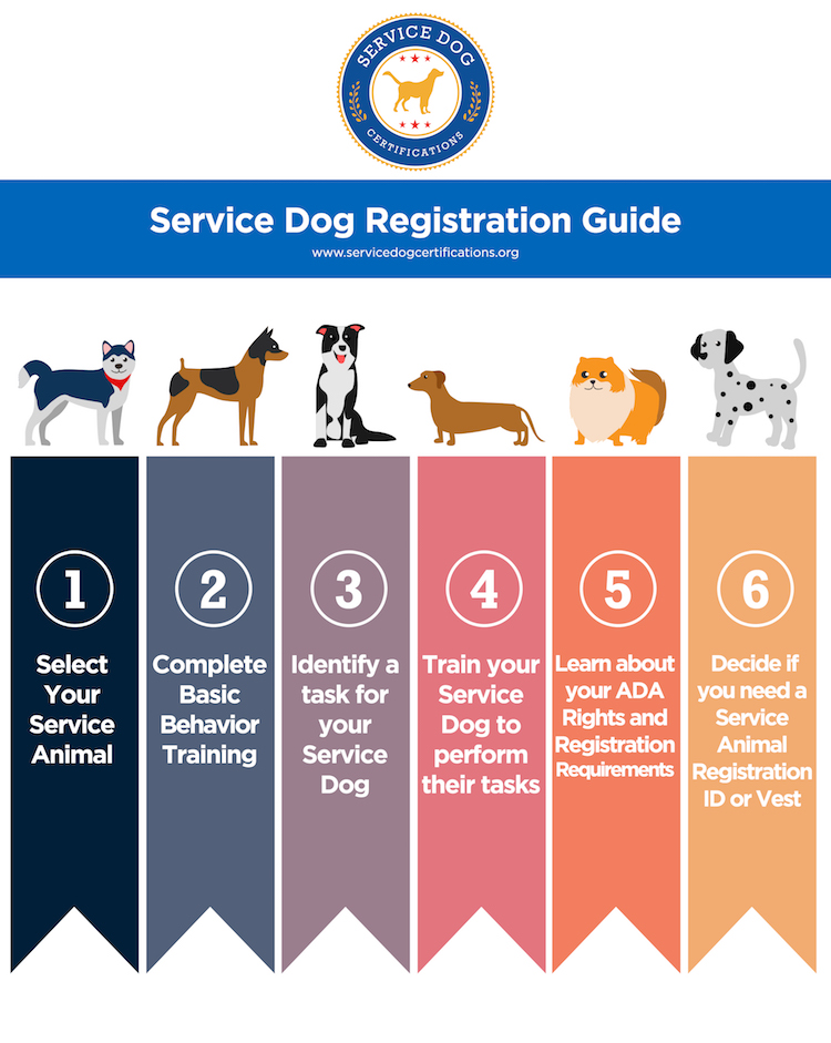 Service dog registration guide infographic. 