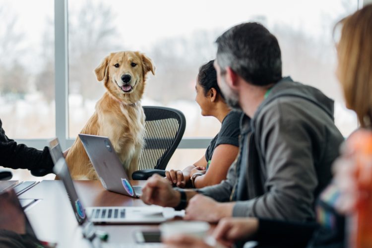 emotional support animal at work