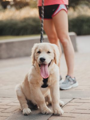 emotional-support-dog-puppy