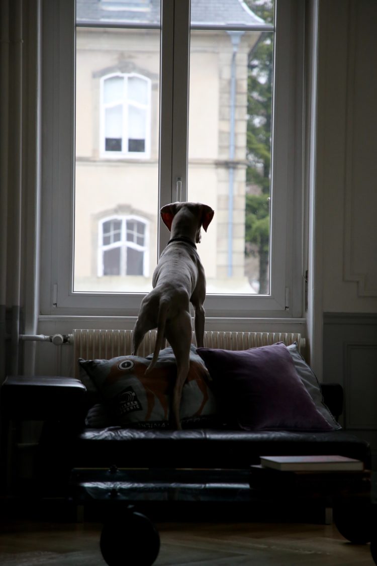 emotional support dog rental apartment