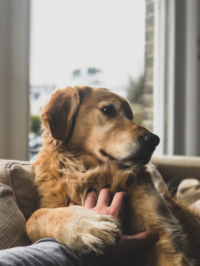 service dog registration golden retriever