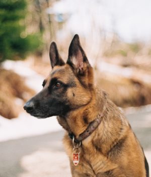 Veteran and Service Dogs