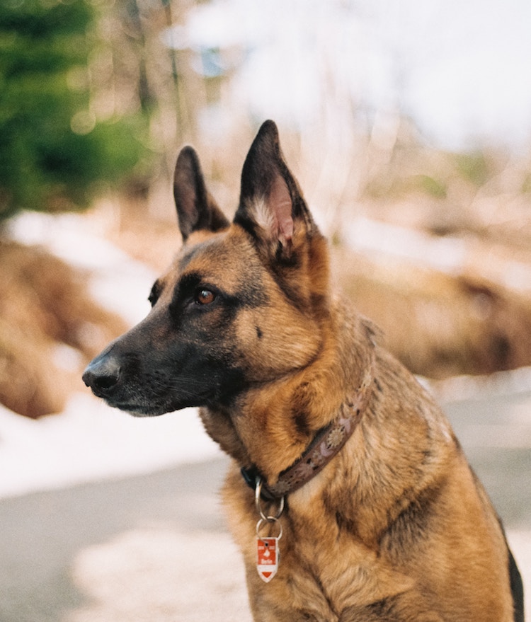 Veteran and Service Dogs