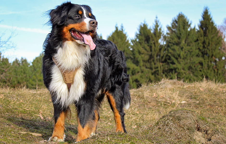 Bernese Mountain Dogs make great Service Dogs