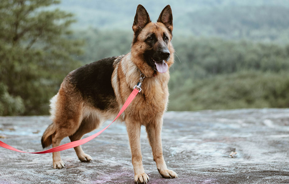 German Shepherds make great Service Dogs