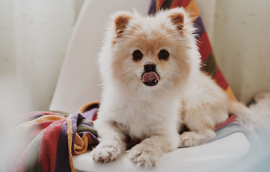 Pomeranians make great Service Dogs