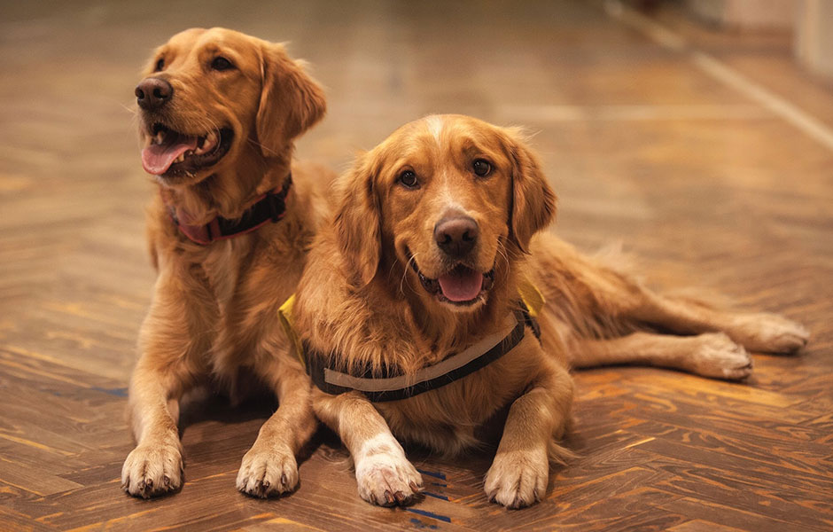 Golden Retrievers make perfect Service Dogs