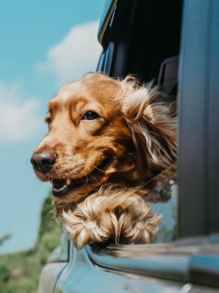 Service dog riding in a car.