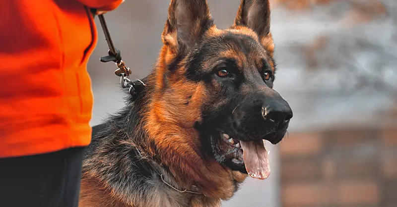 are police dogs service dogs