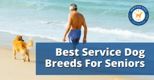What Are The Best Service Dog Breeds For Seniors?