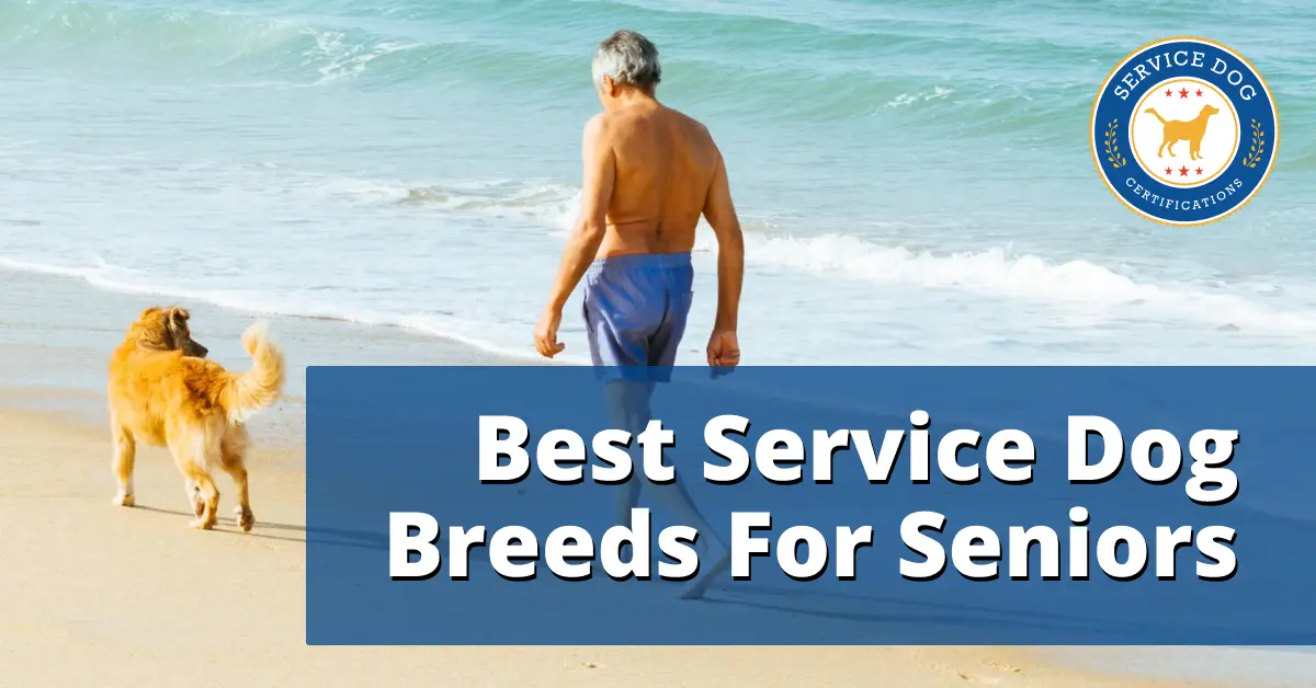 What Are The Best Service Dog Breeds For Seniors?
