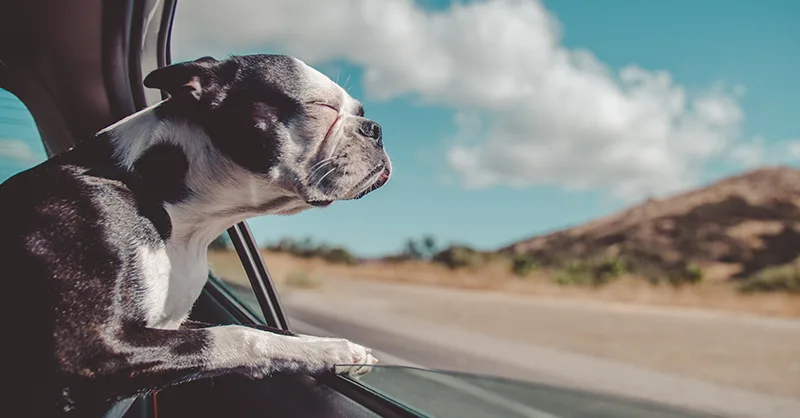 Service dog riding in a car.