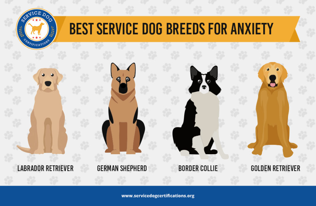 When choosing a service dog find a breed that fits your needs. 