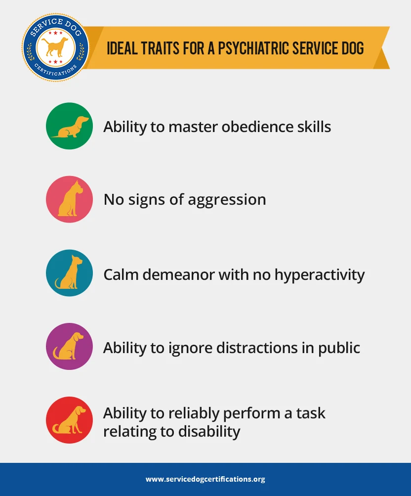 Ideal traits for a psychiatric service dog - Infographic
