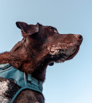 Alert Service Dog