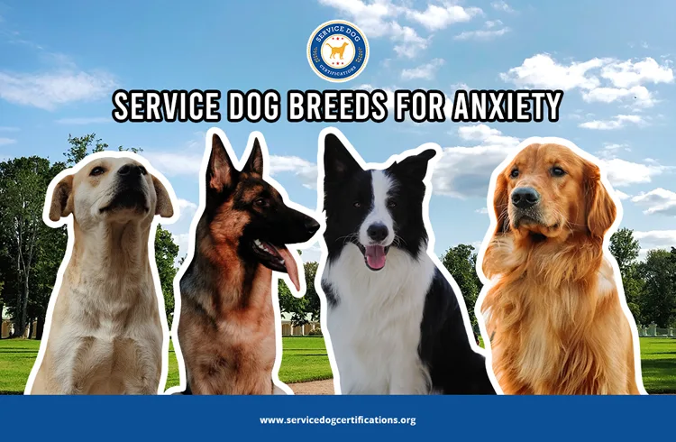 Service Dog Breeds for Anxiety
