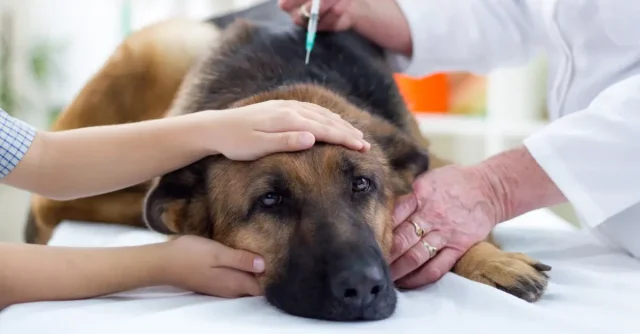 Should I Vaccinate My Service Dog?