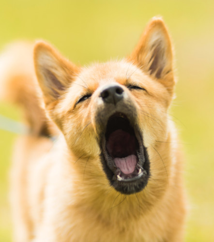 what is the law about dogs barking