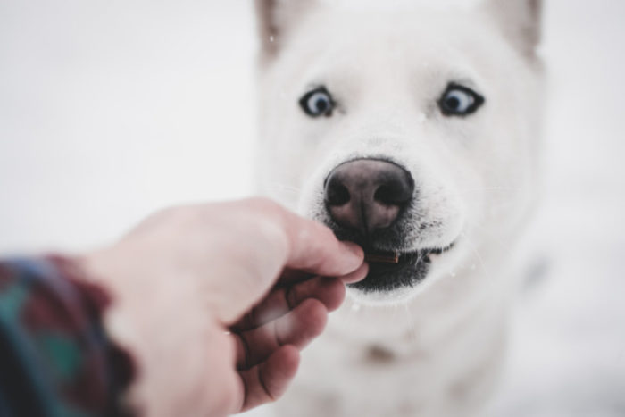 Reward your Service Dog with a healthy treat