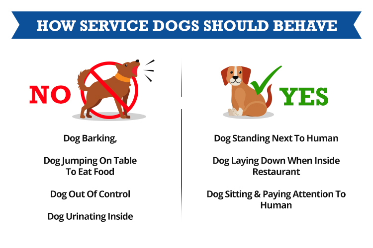 Can a Rescue Dog Become a Service Dog? - Service Dog Certifications