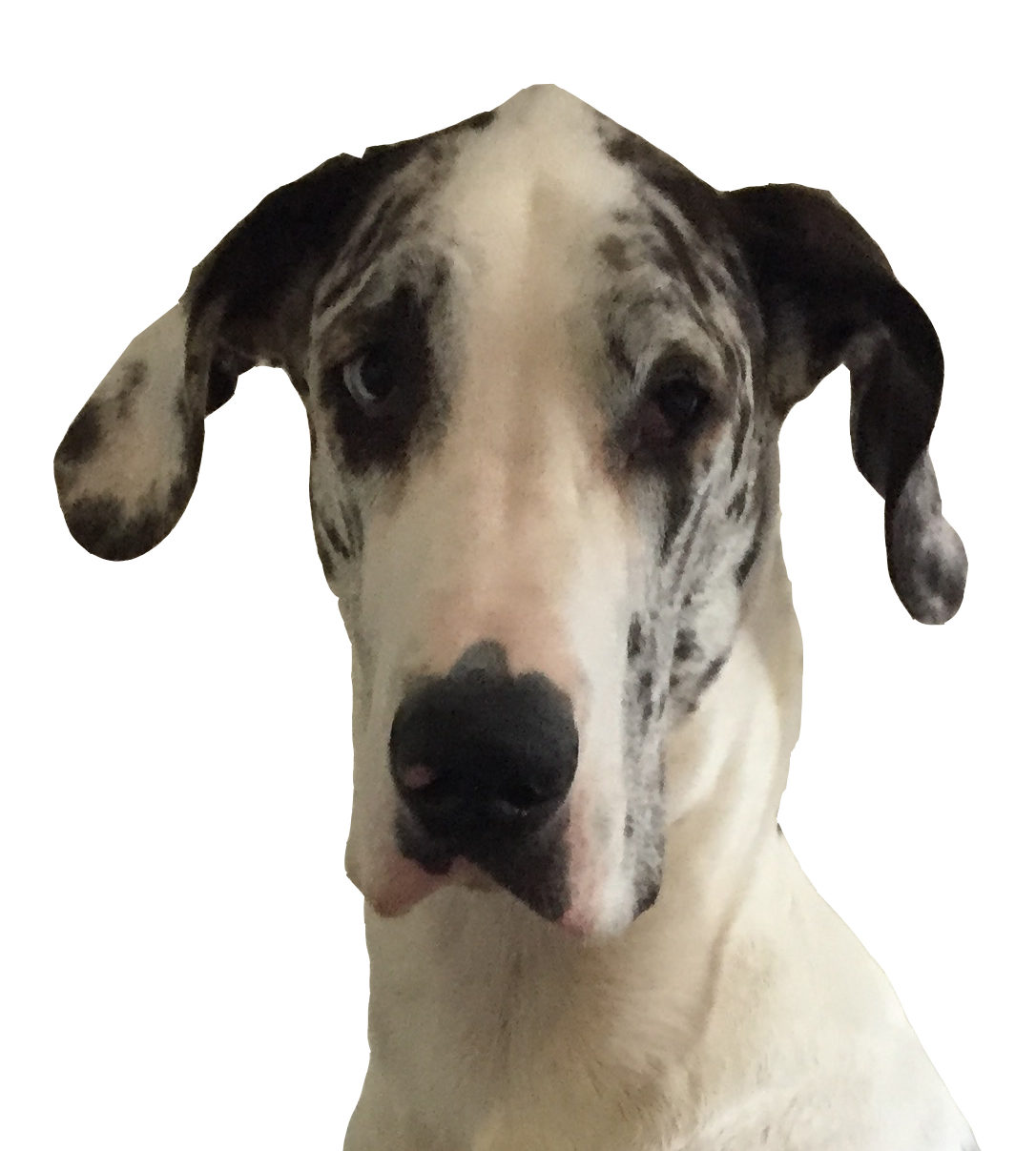 Sundae (Great Dane)