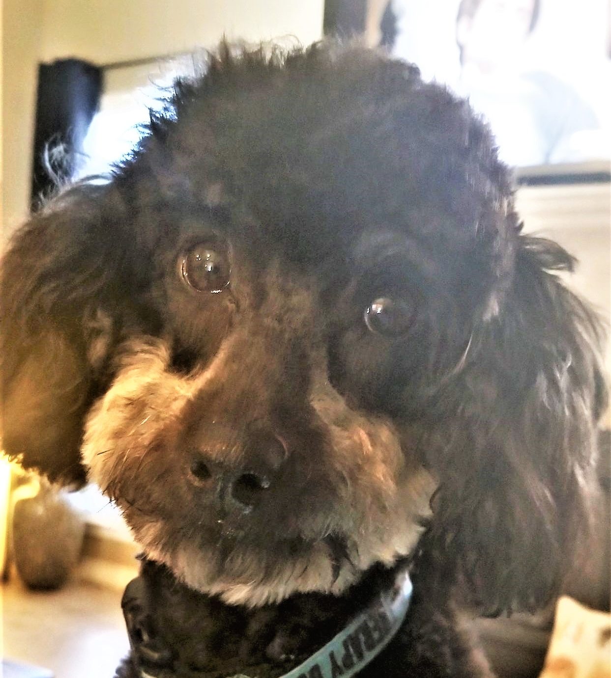 Buddy