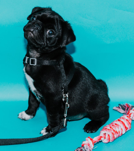 Service dog with a DYI toy