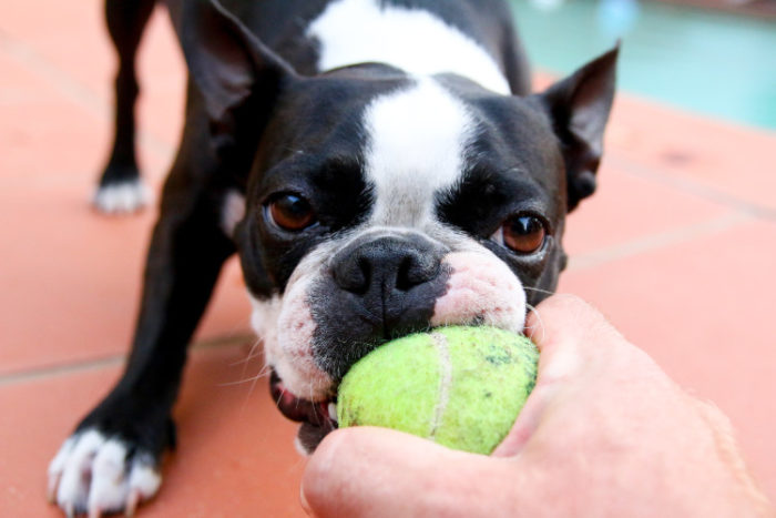 A tennis ball and food can make a great DYI toy for your service dog.