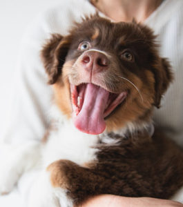 service dog for anxiety and depression puppy