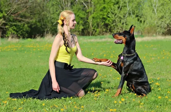 Woman outdoors training their Doberman Service Dog