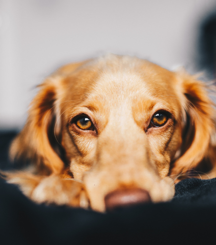 Service Dog