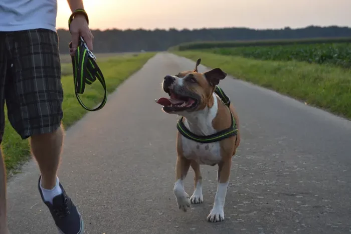 Man outdoors walking with his service dog.